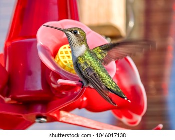 Ruby Throated Hummingbird At Feeder