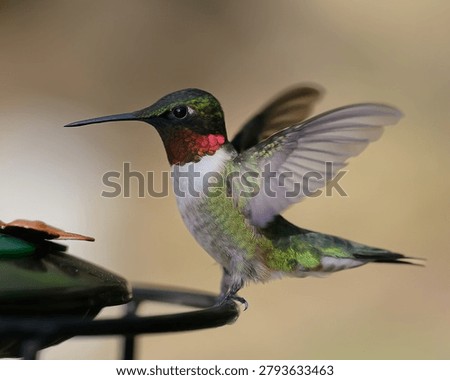 A Ruby throated hummingbird at the feeder 