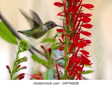  Ruby Throated Hummingbird Feeding  On A Cardinal Flower