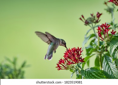 Ruby Throated Hummingbird Feeding on Nectar of Deep Red Penta Blossoms