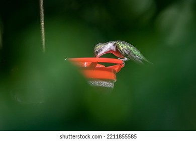 Ruby Throated Hummingbird Feeding On Nectar At Feeder.