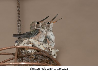 Ruby Throated Hummingbird Fledglings