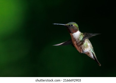 Ruby Throated Hummingbird In Flight