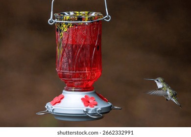 Ruby Throated hummingbird in flight next to a red feeder.