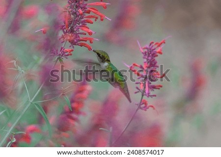 A Ruby Throated Hummingbird gathers nectar from Orange Hummingbird Mint, at the Botanical Gardens of Historic Barns Park, in Traverse City, Michigan.