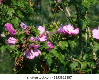A ruby throated hummingbird gets nectar from a hibisucs flower  on a summer day