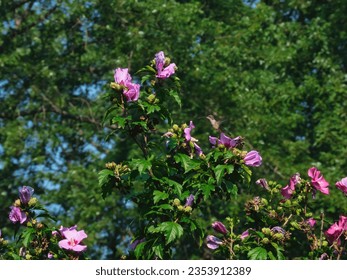 A ruby throated hummingbird gets nectar from a hibisucs flower on a summer day