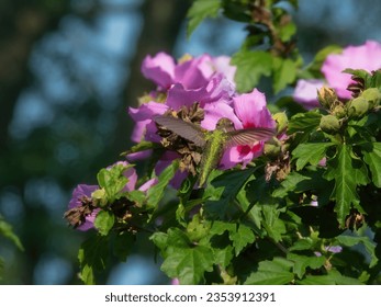 A ruby throated hummingbird gets nectar from a hibisucs flower on a summer day