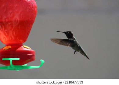 Ruby Throated Hummingbird Getting To Feeder