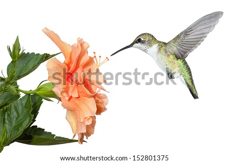a ruby throated hummingbird hovers over a fully bloomed hibiscus in search of pollen and nectar. White background.
