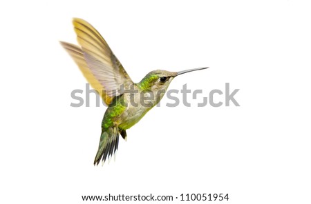Ruby throated hummingbird juvenile male  isolated on white.