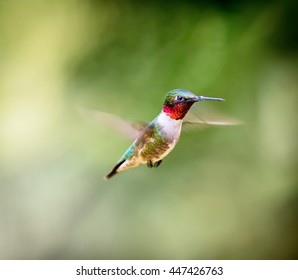 Ruby Throated Hummingbird Male, After Its Long Migration From The South To The North. Hovering In Space In A Boreal Forest In Quebec Canada. 