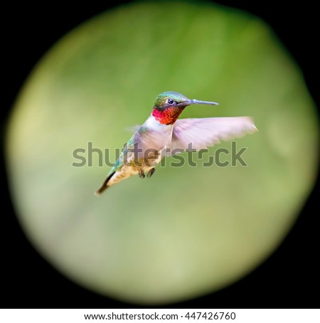 Similar – Image, Stock Photo Nuthatch (Sitta europaea)