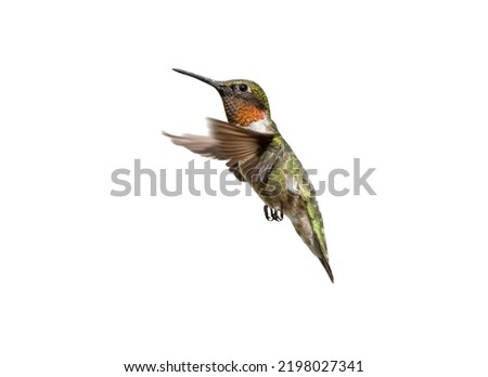 Ruby throated hummingbird male in flight.