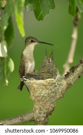 Ruby Throated Hummingbird Minnesota Agnieszka Bacal.