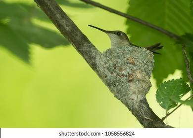 Ruby Throated Hummingbird Nest, Archilochus Colubris, Taken In Minnesota, Agnieszka Bacal.