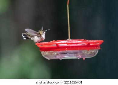 Ruby Throated Hummingbird On Hummingbird Feeder.