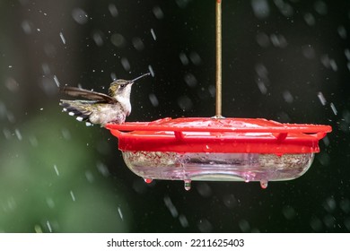 Ruby Throated Hummingbird On Hummingbird Feeder.