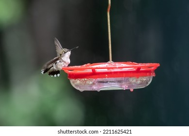 Ruby Throated Hummingbird On Hummingbird Feeder.