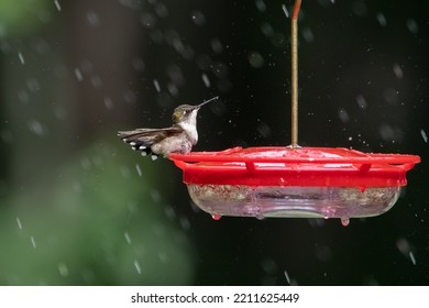 Ruby Throated Hummingbird On Hummingbird Feeder.