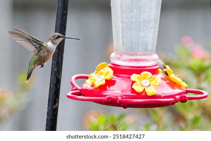 Ruby Throated hummingbird perched or hovering near a feeder in a residential back yard in Montgomery, Alabama.