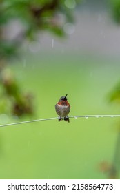 Ruby Throated Hummingbird Perched On Wire On Rainy Spring Day