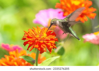 Ruby throated hummingbird sipping nectar from orange zinnia flower blooming in garden