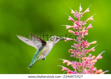 Ruby Throated Hummingbird sucks nectar in flighting  