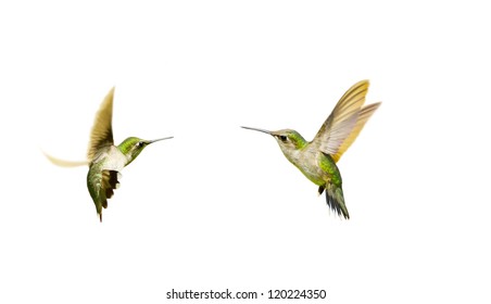 Ruby Throated Hummingbirds Juvenile Male Isolated On White.