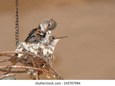 Ruby Throated Hummingbirds At Nest