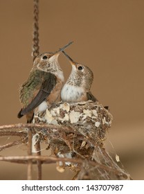 Ruby Throated Hummingbirds At Nest