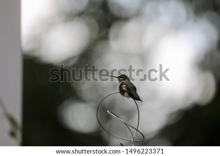 Similar – Image, Stock Photo The fly that wanted to be a bee