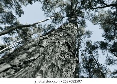ruby tree trunk, tops - treetops - pines - pine forest, sunny morning, black and white