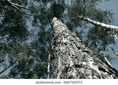 ruby tree trunk, tops - treetops - pines - pine forest, sunny morning, black and white