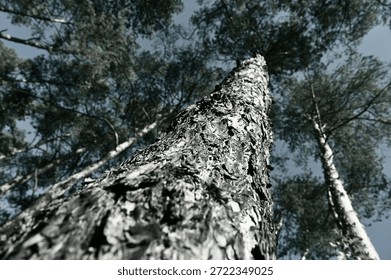 ruby tree trunk, tops - treetops - pines - pine forest, sunny morning, black and white