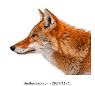 Ruby Wolf Ruby Wolf Side Profile View Warm Isolated On White Background
