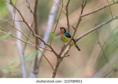 Ruby-cheeked sunbird (Chalcoparia singalensis) at Hijuli Forest, Nadia, West Bengal, India - Shutterstock ID 2137089811