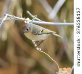 Ruby-crowned kinglet