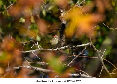 Ruby-crowned Kinglet, Corthylio Calendula, Order: Passeriformes, Family: Regulidae