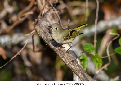 Ruby-crowned Kinglet, Corthylio Calendula, Order: Passeriformes, Family: Regulidae