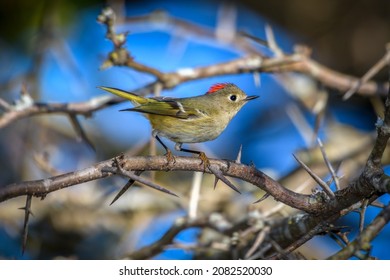 Ruby-crowned Kinglet, Corthylio Calendula, Order: Passeriformes, Family: Regulidae