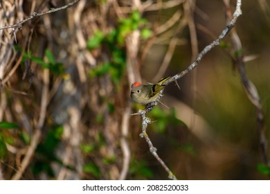 Ruby-crowned Kinglet, Corthylio Calendula, Order: Passeriformes, Family: Regulidae