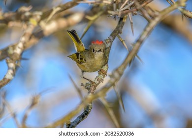 Ruby-crowned Kinglet, Corthylio Calendula, Order: Passeriformes, Family: Regulidae