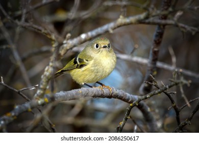 Ruby-crowned Kinglet, Corthylio Calendula, Order: Passeriformes, Family: Regulidae Perched On Branch