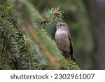 ruby-crowned kinglet (Corthylio calendula) in spring