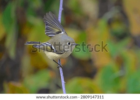 Ruby-crowned kinglet flicking its wings on a branch, USA