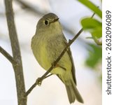 Ruby-crowned Kinglet on a branch up close