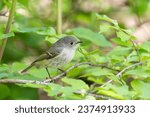 Ruby-crowned kinglet on a perch 