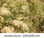 A ruby-crowned kinglet, perched in a bloomed groundsel tree, within the wetlands of the Bombay Hook National Wildlife Refuge, Kent County, Delaware. 
