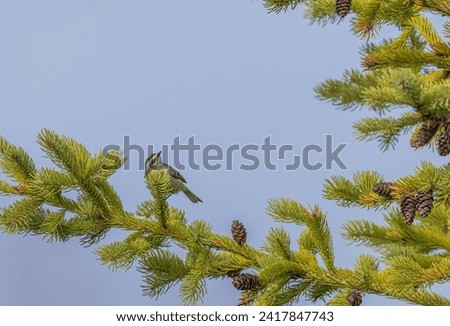 A ruby-crowned kinglet in the pine tree and looking up.